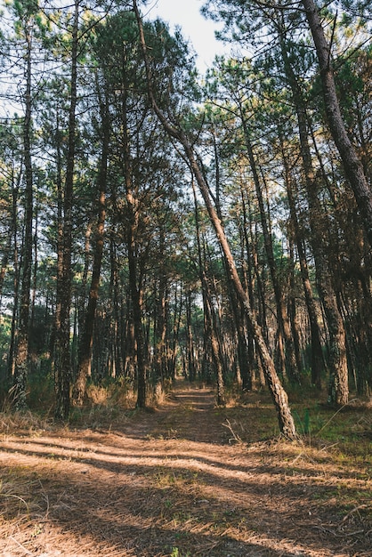 Disparo vertical de un camino en medio de árboles en un bosque