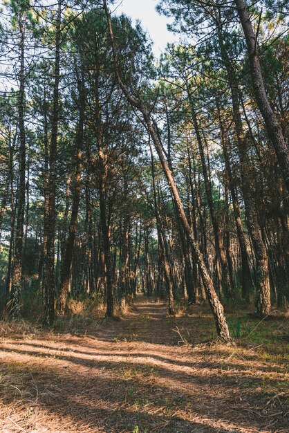 Disparo vertical de un camino en medio de árboles en un bosque