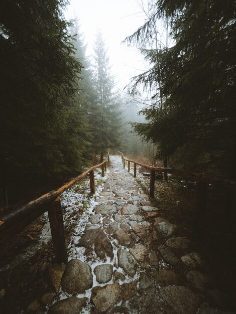 Disparo vertical de un camino en medio de un hermoso bosque capturado en Madeira, Portugal