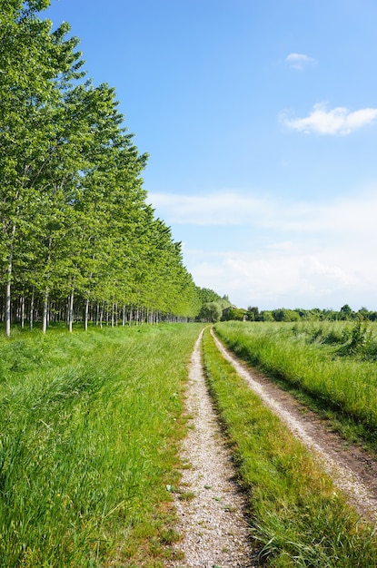 Disparo vertical de un camino de tierra con árboles y campo de hierba a los lados