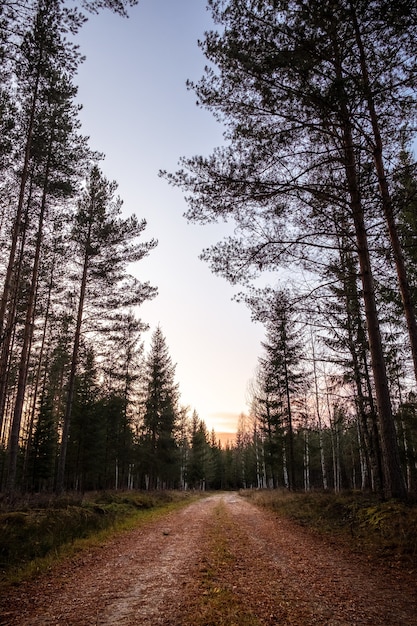 Disparo vertical de un camino vacío en el bosque con árboles altos durante la puesta de sol