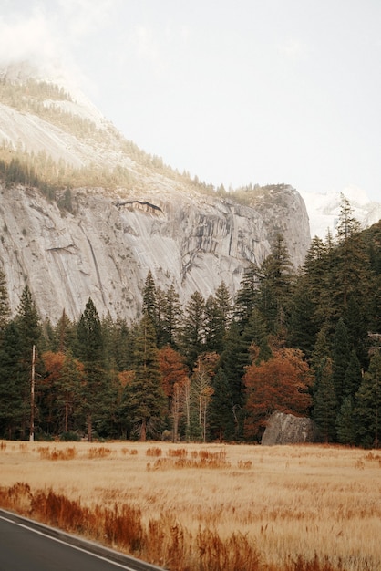 Foto gratuita disparo vertical de un campo con árboles altos y una montaña rocosa