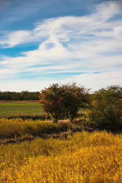 Disparo vertical de un campo con árboles y un cielo azul