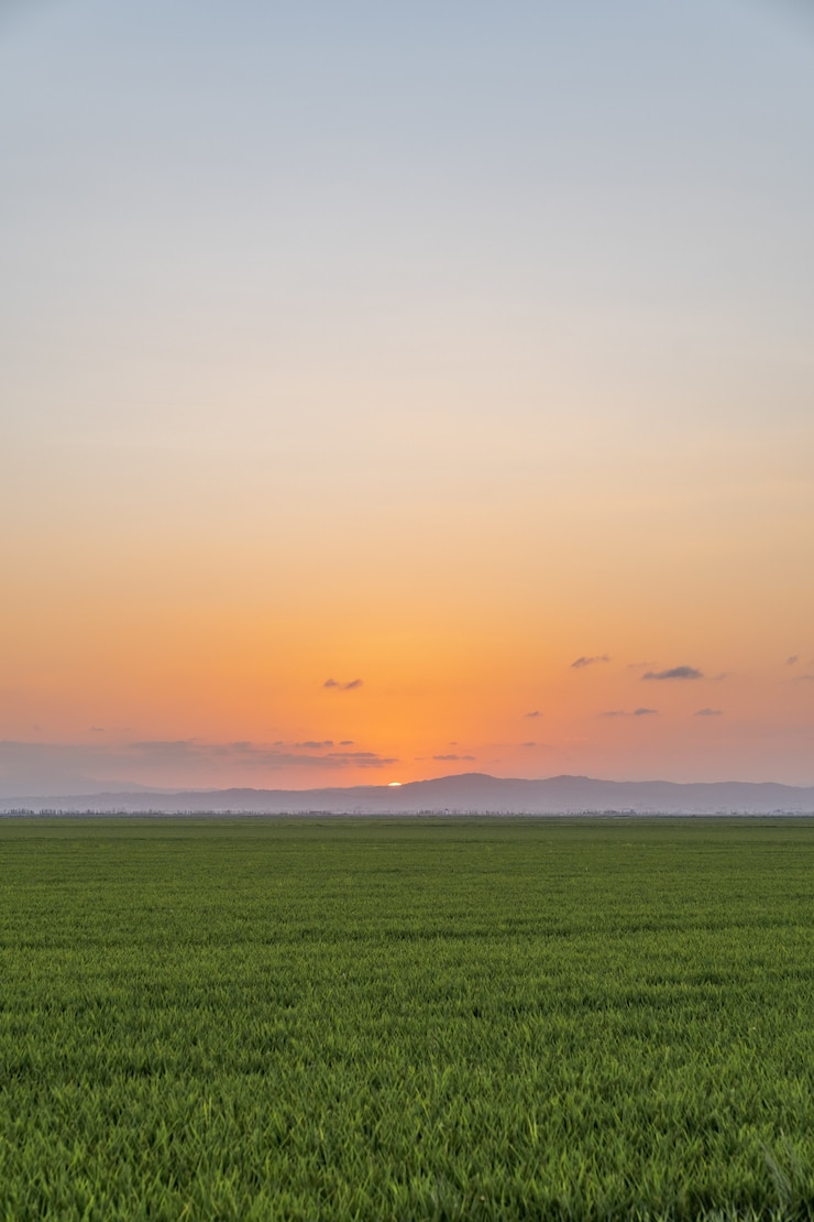 Foto gratuito disparo vertical de un campo de arroz capturado al atardecer en la albufera, valencia, españa