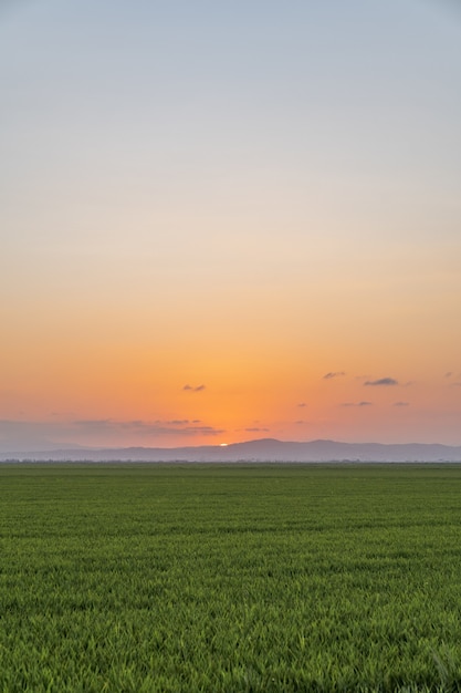 Disparo vertical de un campo de arroz capturado al atardecer en la Albufera, Valencia, España