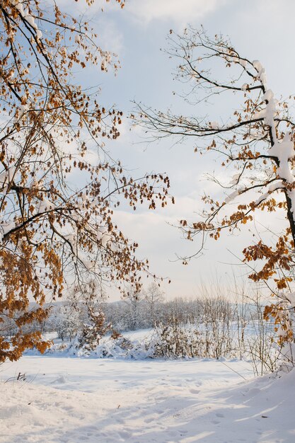 Disparo vertical de un campo cubierto de nieve bajo la luz del sol durante el día