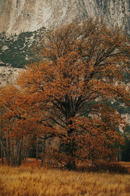 Disparo vertical de un campo con un hermoso árbol alto y una enorme roca