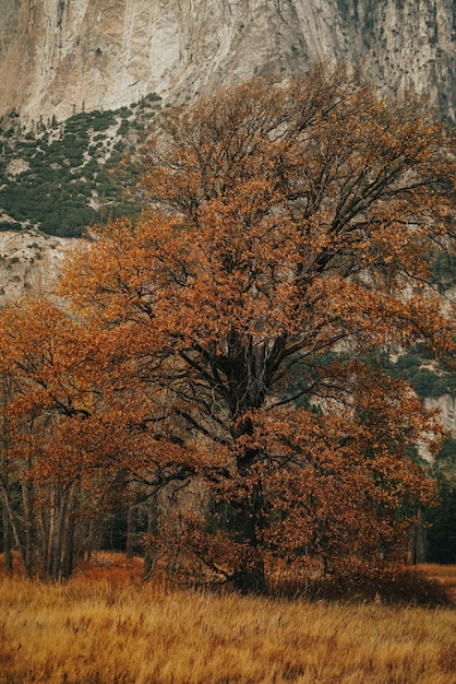 Disparo vertical de un campo con un hermoso árbol alto y una enorme roca