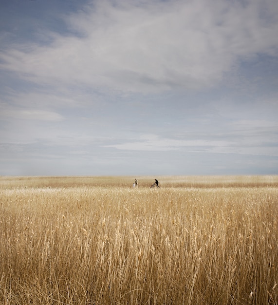 Disparo vertical de un campo de juncos detrás de Snape Maltings en Suffolk, Reino Unido