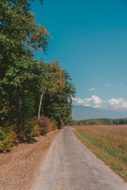 Disparo vertical de una carretera estrecha rodeada de hermosos árboles con hojas de colores