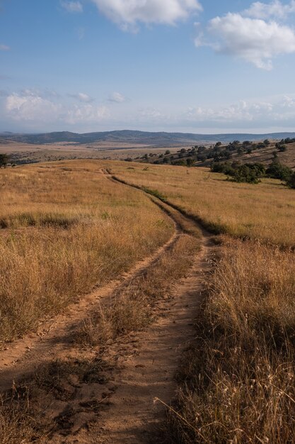 Disparo vertical de una carretera en medio de un campo bajo el cielo azul en Kenia, Nairobi, Samburu