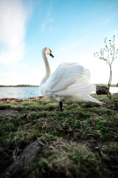 Disparo vertical de un cisne blanco cerca de un lago durante el día