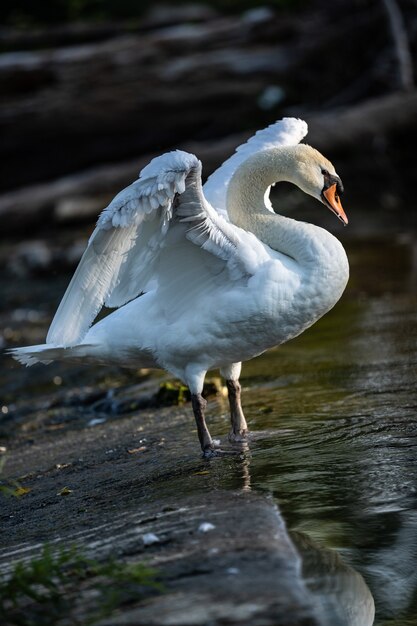 Disparo vertical de cisne en el estanque