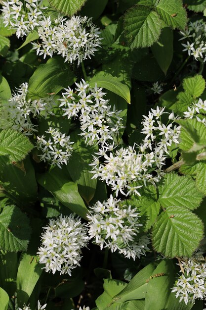 Disparo vertical de Clematis recta rodeado de vegetación bajo la luz del sol