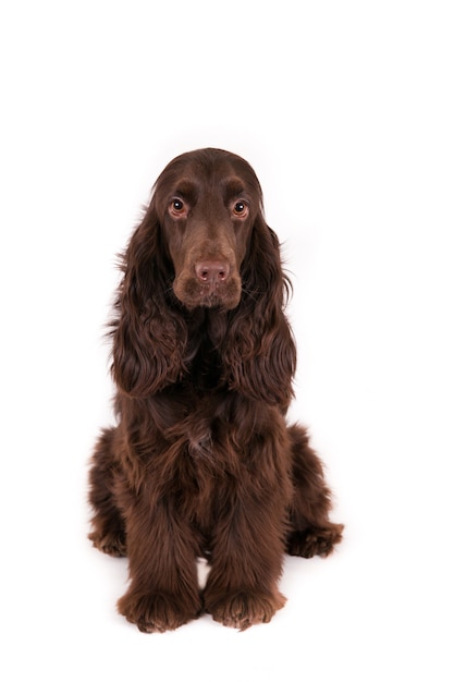 Disparo vertical de un Cocker Spaniel Inglés marrón sentado sobre una superficie blanca