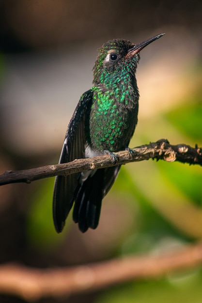 Disparo vertical del colibrí donde se posan en la rama de un árbol