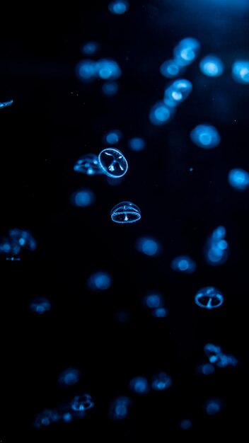 Disparo vertical de coloridas medusas vibrantes en un acuario