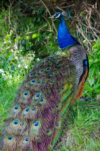 Disparo vertical de un colorido pavo real en Nueva Zelanda