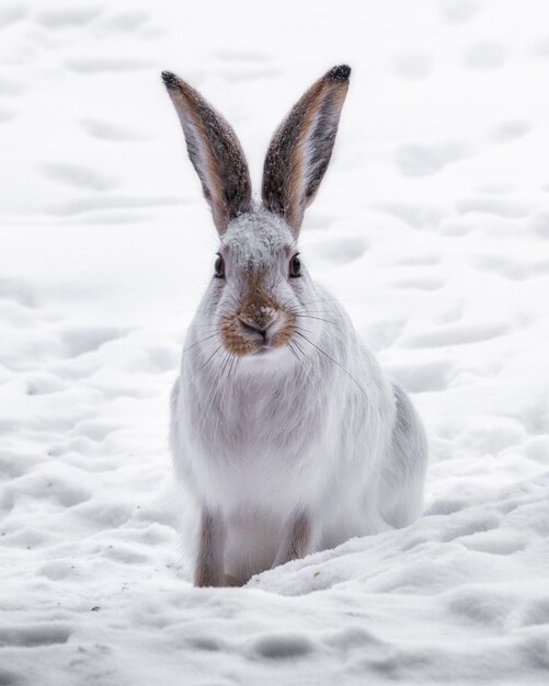 Disparo vertical de un conejo blanco en un campo cubierto de nieve.