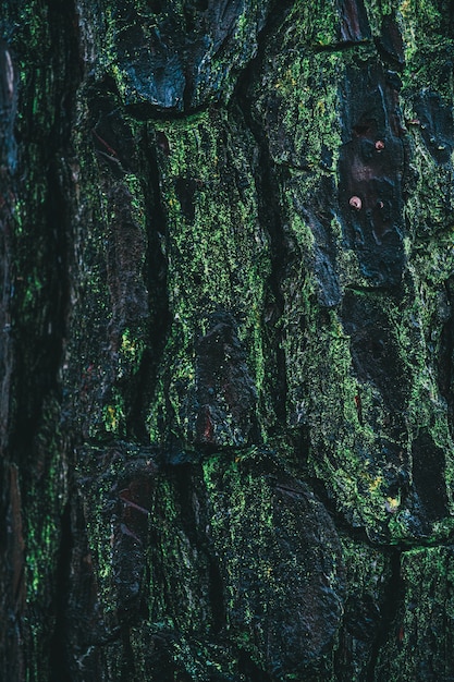 Foto gratuita disparo vertical de una corteza de pino cubierta de musgo