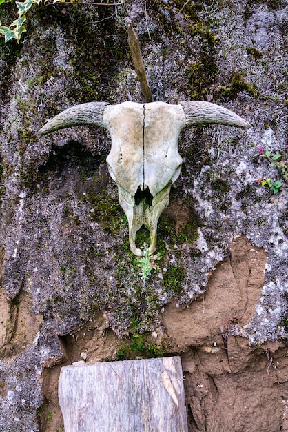 Disparo vertical de un cráneo de animal colgado de un muro de piedra desgastada