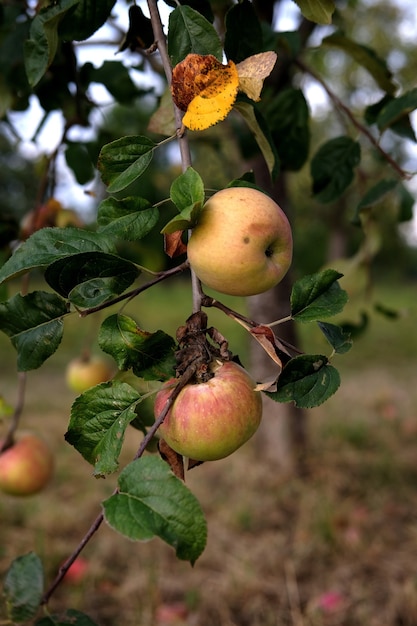 Disparo vertical de deliciosas manzanas en un árbol, en un jardín durante el día