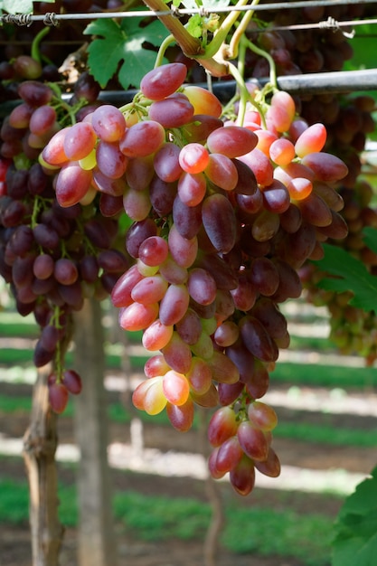 Foto gratuita disparo vertical de deliciosas uvas