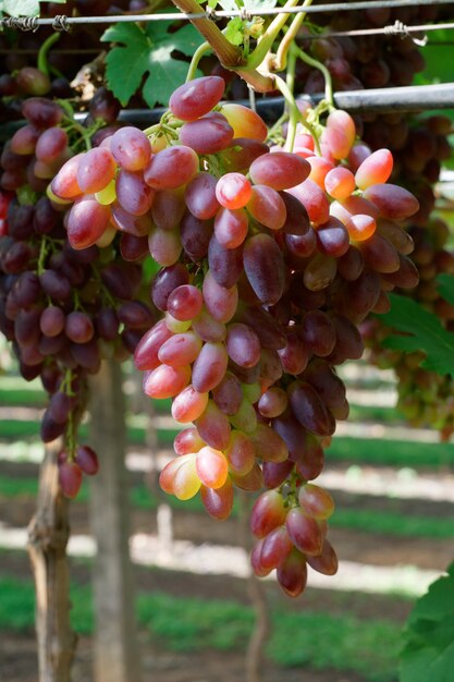 Disparo vertical de deliciosas uvas