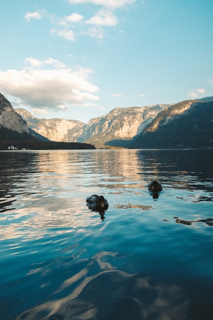 Disparo vertical de dos ánades reales nadando en un lago en Hallstatt, Austria