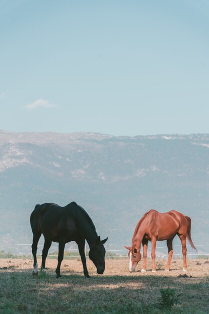 Disparo vertical de dos caballos que pastan en los pastos con altas montañas