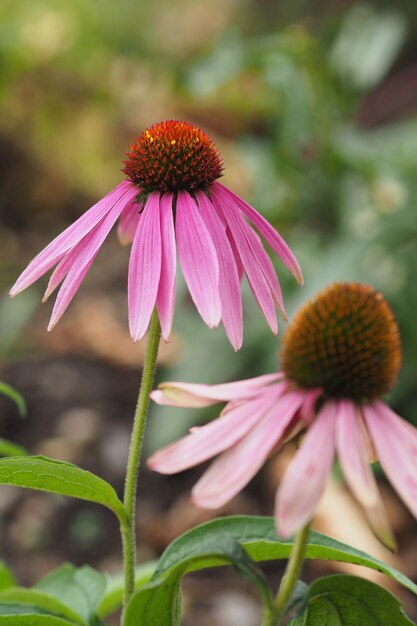 Disparo vertical de dos flores rosadas una al lado de la otra