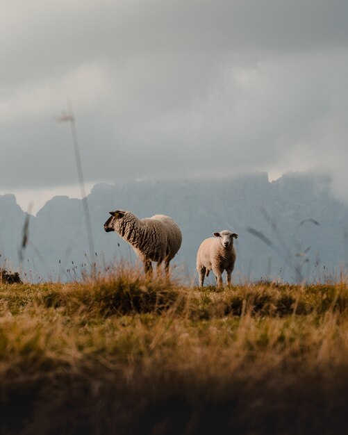 Disparo vertical de dos ovejas en pastizales en las montañas