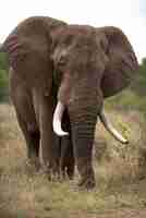 Foto gratuita disparo vertical de un elefante africano con un fondo borroso