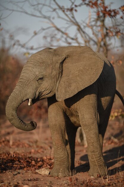 Disparo vertical de un elefante africano