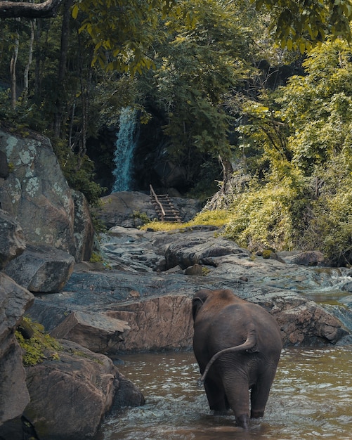 Foto gratuita disparo vertical de un elefante bebé caminando en un estanque con árboles verdes en la distancia