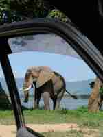 Foto gratuita disparo vertical de un elefante en un primer plano de la puerta del coche abierta en el parque nacional de mana pools, zimbabwe