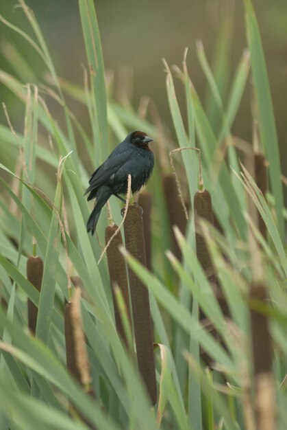 Disparo vertical de enfoque selectivo de un hermoso pájaro negro pequeño sentado entre los bambúes