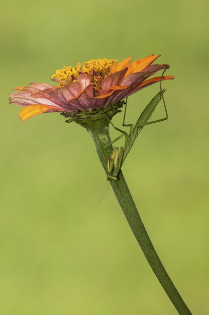 Disparo vertical de enfoque selectivo de un insecto de alas netas sentado en una flor con verde