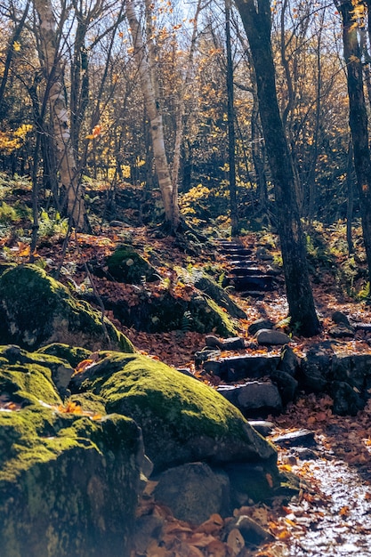 Disparo vertical de escalones de piedra en un sendero forestal en otoño