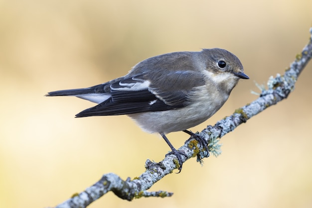 Disparo vertical de un exótico pájaro gris sentado en la rama delgada de un árbol