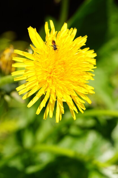 Disparo vertical de una flor amarilla y una abeja sobre ella