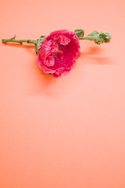 Foto gratuita disparo vertical de una flor de clavel rosa sobre un tallo pequeño, colocado sobre una superficie de color crema