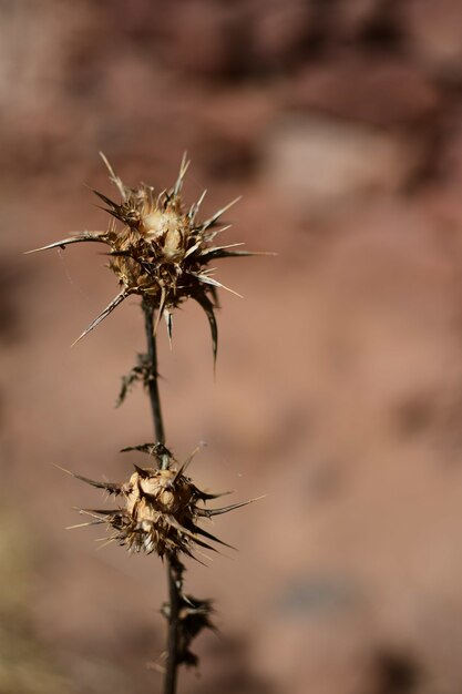 Disparo vertical de una flor de espina en un desierto