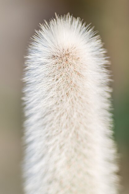 Disparo vertical de una flor esponjosa