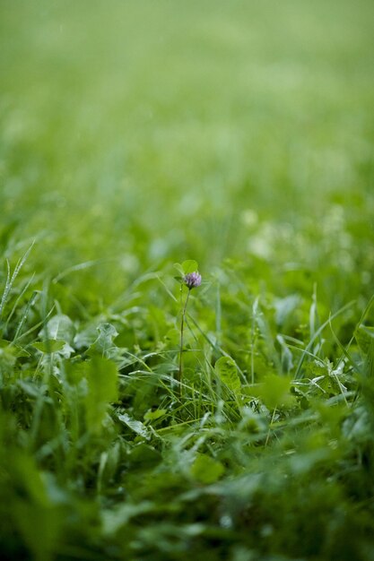 Disparo vertical de una flor morada sobre verde hierba fresca