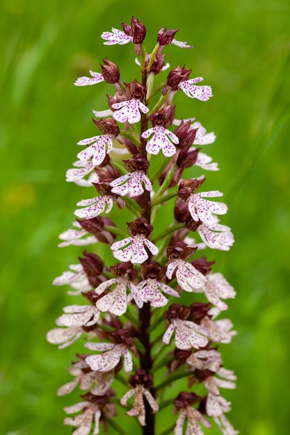 Disparo vertical de la flor de la orquídea quemada