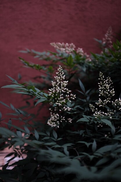 Disparo vertical de florecientes flores blancas en la vegetación