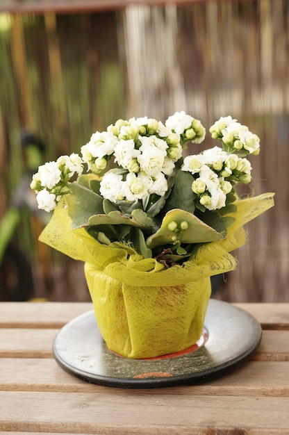 Disparo vertical de flores blancas en la maceta sobre una mesa