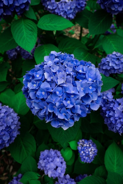 Disparo vertical de flores de hortensias azules en un jardín.