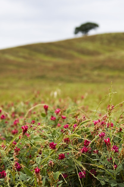 Foto gratuita disparo vertical de flores rosadas en un campo